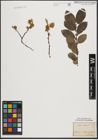 Foto von Salix aurita L.